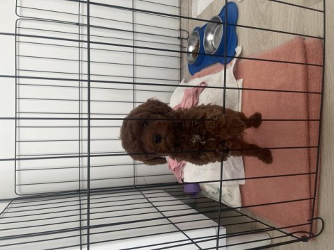 Toy Poodle Kendi Yavrumuz