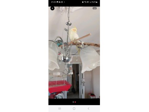 Limon Sarısı Sultan Papağanı