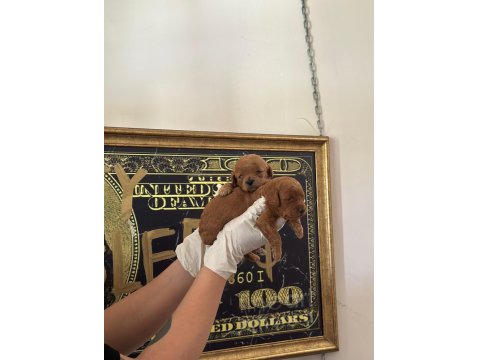 Toy Poodle Yavrularimiz