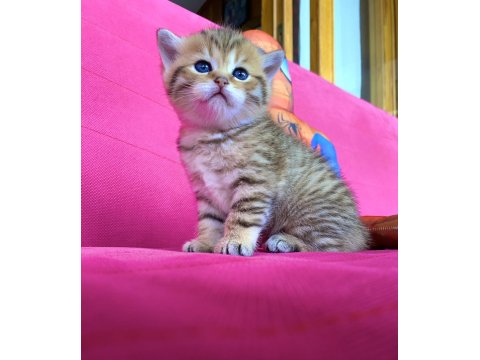 British Shorthair Golden Ve Silver Yavrularımız