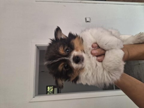 2 Aylık Pomeranian Yavrular