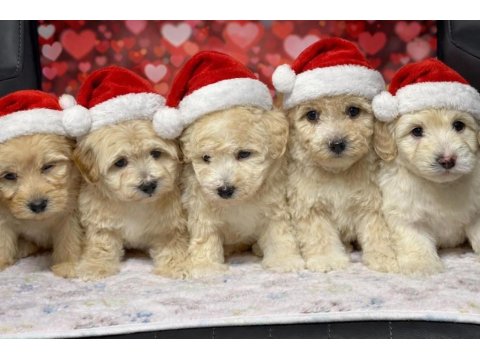 Küçük Boy Kalan Maltipoo Bebekler