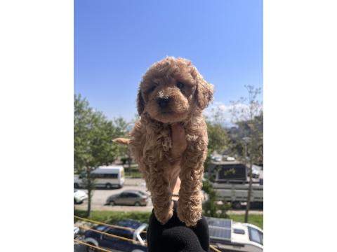 Toy Poodle Yavrularım Yeni Yuvaları İçin Sabırsızlanıyorlar