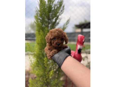 Toy Poodle Bebekler Irk Garantili