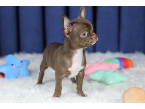 Egzotik Teacup Chihuahua