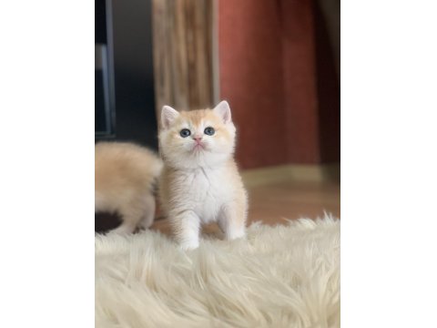 Prenses Kedimiz Bella