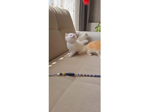 Kaliteli British Yavrular