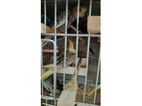 Yeme Düşmüş Sultan Papağanları