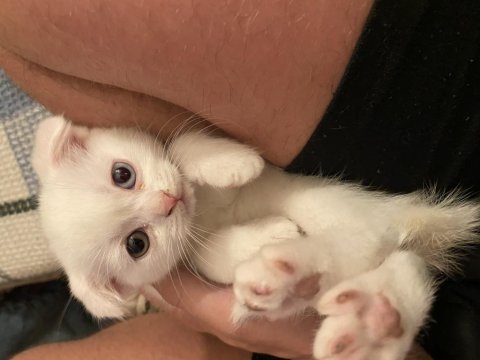 4 Yavru Scottish Fold Ve British Shorthair Kedimiz