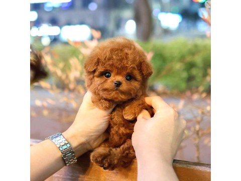 Toy Poodle İki Aylık Yavrularım