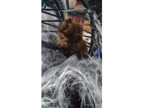 Chocolatte British Longhair Güzellik