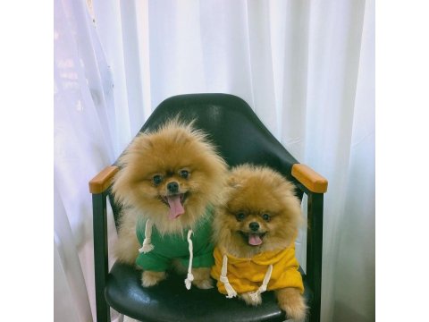 Teddy Bear Pomeranian Yavru Köpekleri