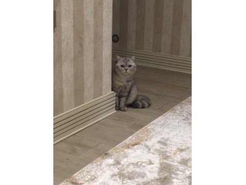 Sevecen Ve Uysal Can Kedilere Sıcak Yuva