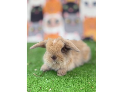 Hollanda Teddy Lop Tavşan Yavruları Gönderim Var