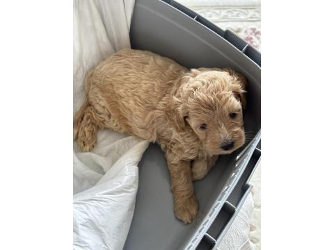 2 Aylık Toy Poodle Dişi Aşıları Tam