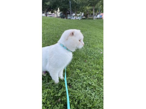Scottish Fold Oğluma Yuva Arıyorum