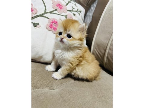 Yavru British Longhair Kedimize Yuva Arıyoruz