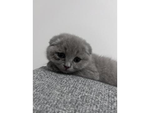 1.5 Aylık Dişi Yavru Scottish Fold