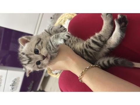 Scottish Fold Bebek