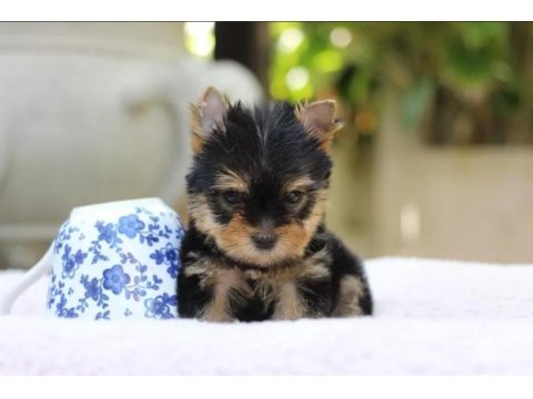 Sevimli Yorkshire Terrier Yavruları