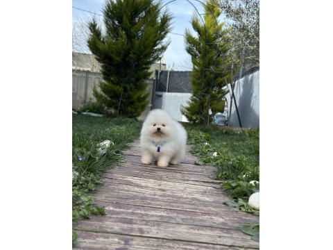 Muhteşem Pomeranian Yavrularımız