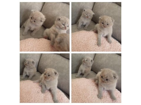 Scottish Fold Orjinal Kedimiz