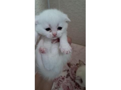 Yavru British Kediler