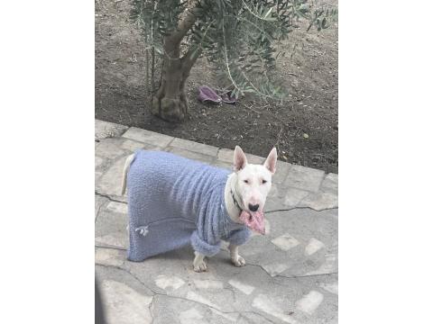 Damızlık 3 Bull Terrier Dişimiz Satılıktır Toplu