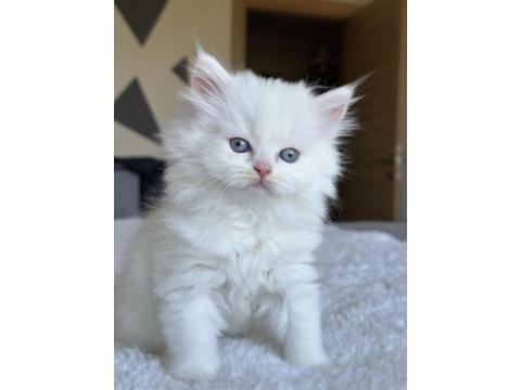 Pamuk Gibi Mavi Gözlü British Longhair Yavrum