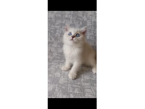 Full Şecereli Erkek Kedimiz