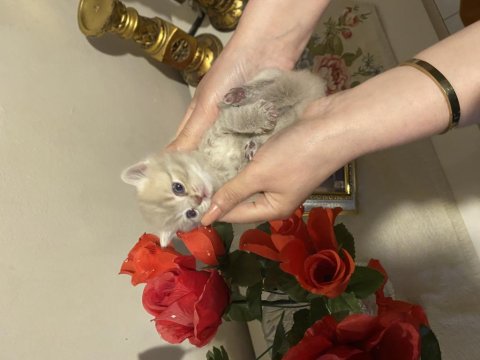 British Shorthair Kediler