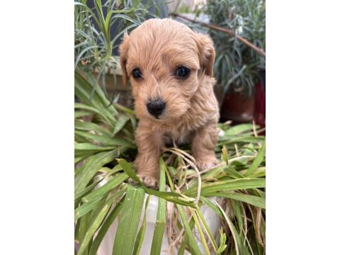 2 Aylık Poodle Yavrular İzmir