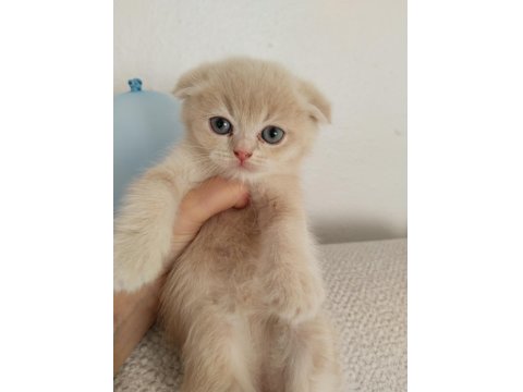 British Scottish Kedilerim