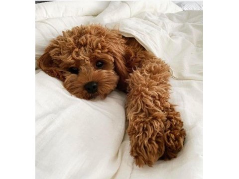 Muazzam Poodle Yani Daha Ne Denir Ki