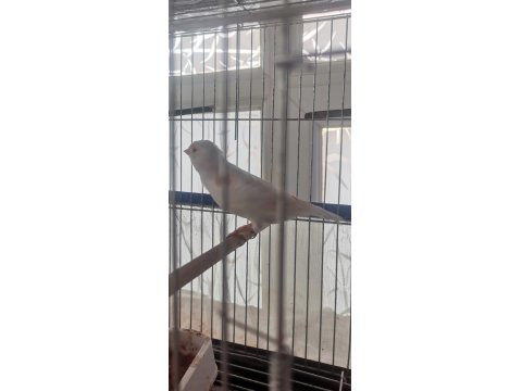 Hazır Al Mozaik Dişi Kanaryalar