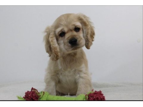 Irk Garantili Cocker Yavruları