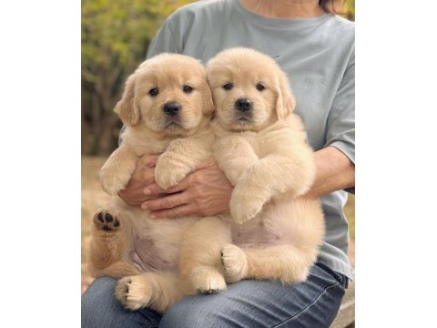 Sevimli Golden Retriever Köpeği Yavrularımız