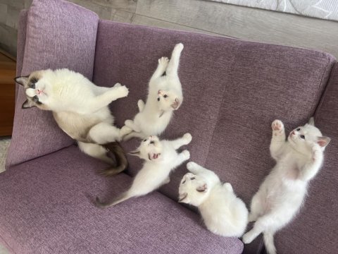 Şecereli Anneden Ragdoll Yavrular