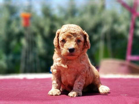 Yavru Maltipoo