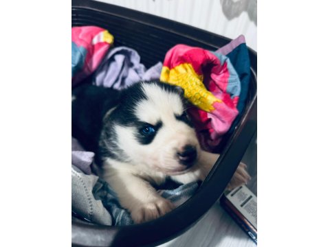 Sibirya Kurdu Yavrularım Mevcuttur