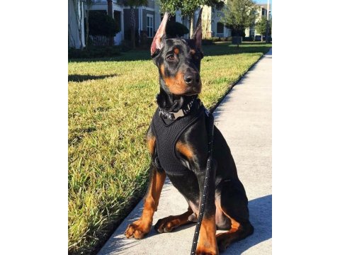 Ekmek Elden Su Gölden Doberman