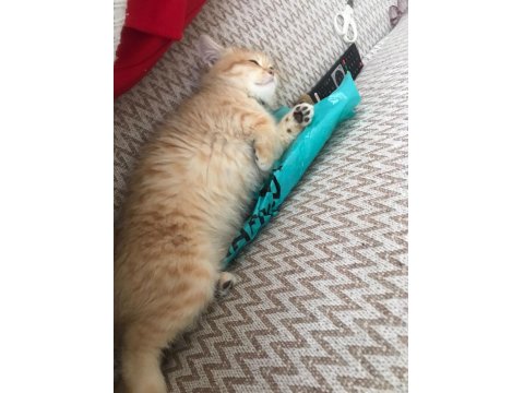 British 3 Aylık Dişi Yavru