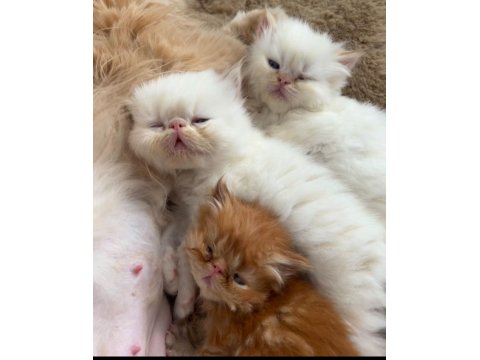 İran Persian Dişi-Erkek Kediler