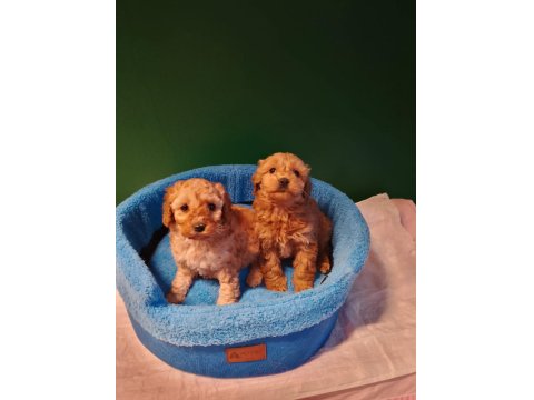 Mükemmel Maltipoo Yavrularımız