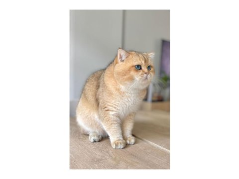 Golden British Longhair Yavrular