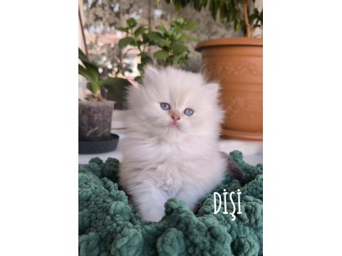British Longhair Golden Point Safkan Yavru