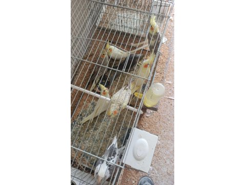 Her Renk Yavru Sultan Papağanı