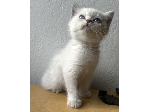 British Blue Point Erkek 1.5 Aylık Kedimiz