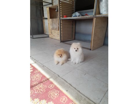 Erkek Pomeranian 7 Aylık