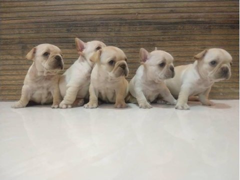 French Bulldog Cinsi Yavruları
